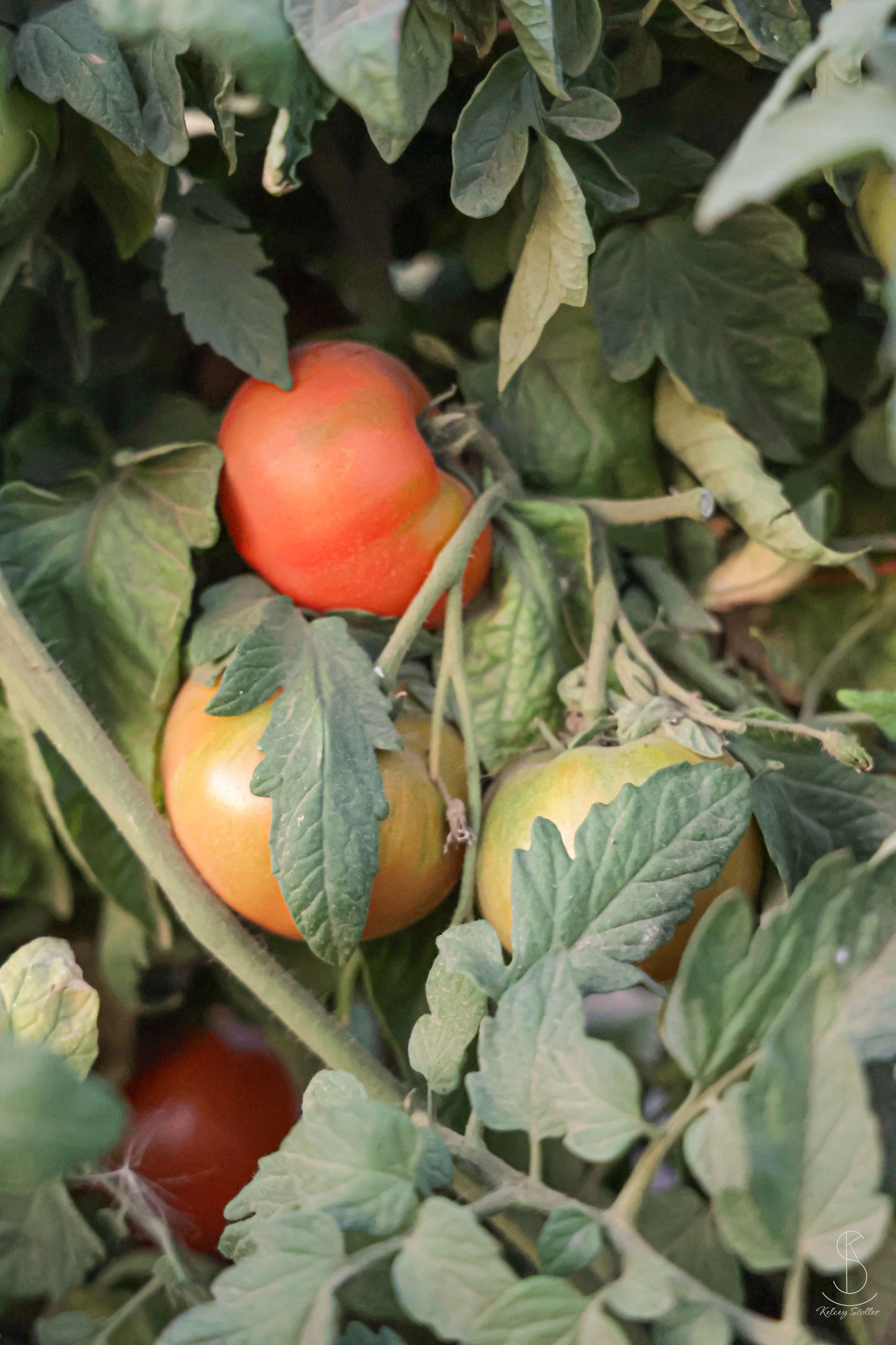 25# Regular Canning Tomatoes