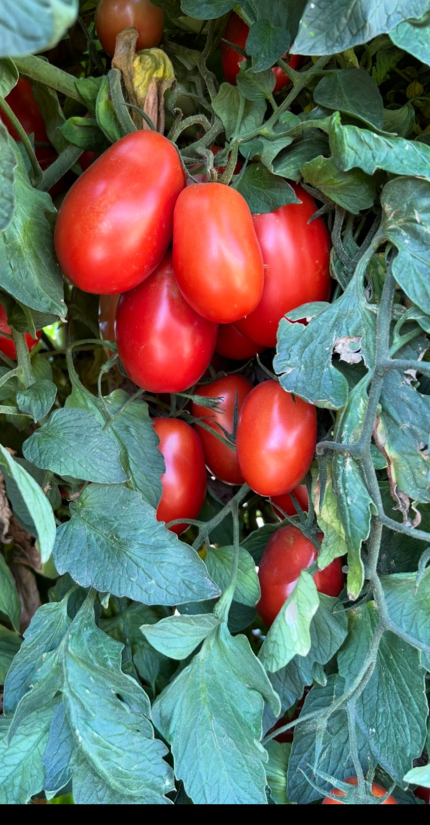 25# Roma Tomatoes