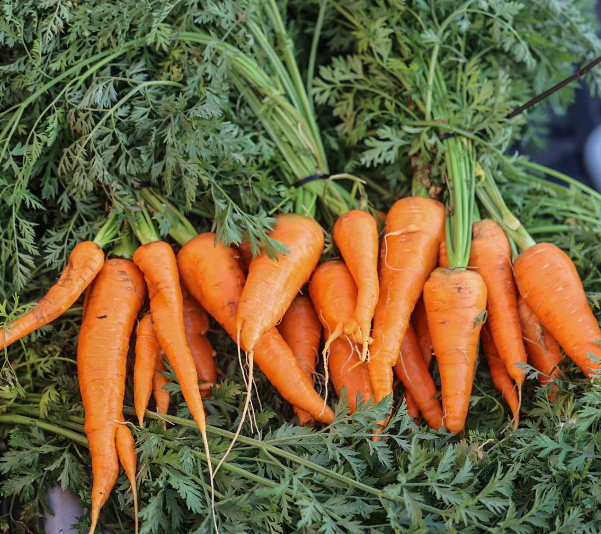 25# Carrots