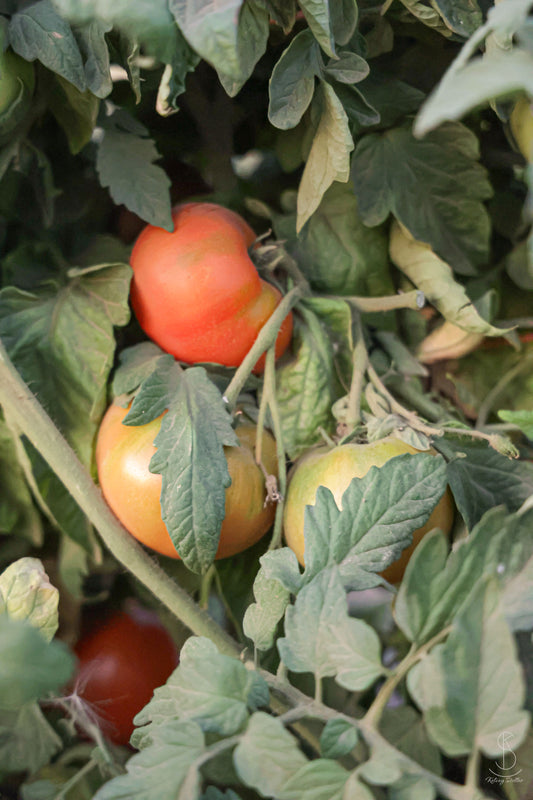 25# Regular Canning Tomatoes