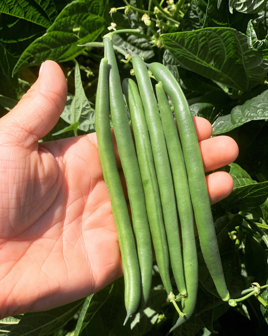 25# Fresh Green Beans