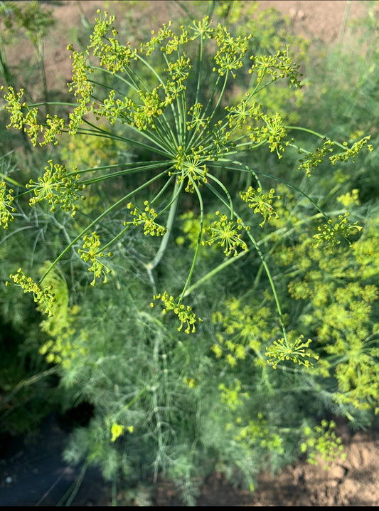 Fresh Dill