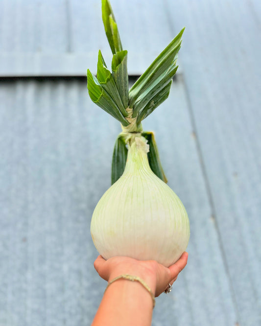 25# Sweet Onions