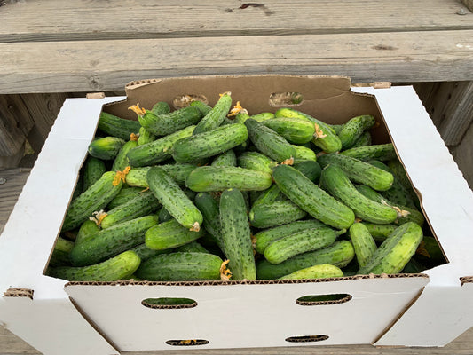25# Pickling Cucumbers