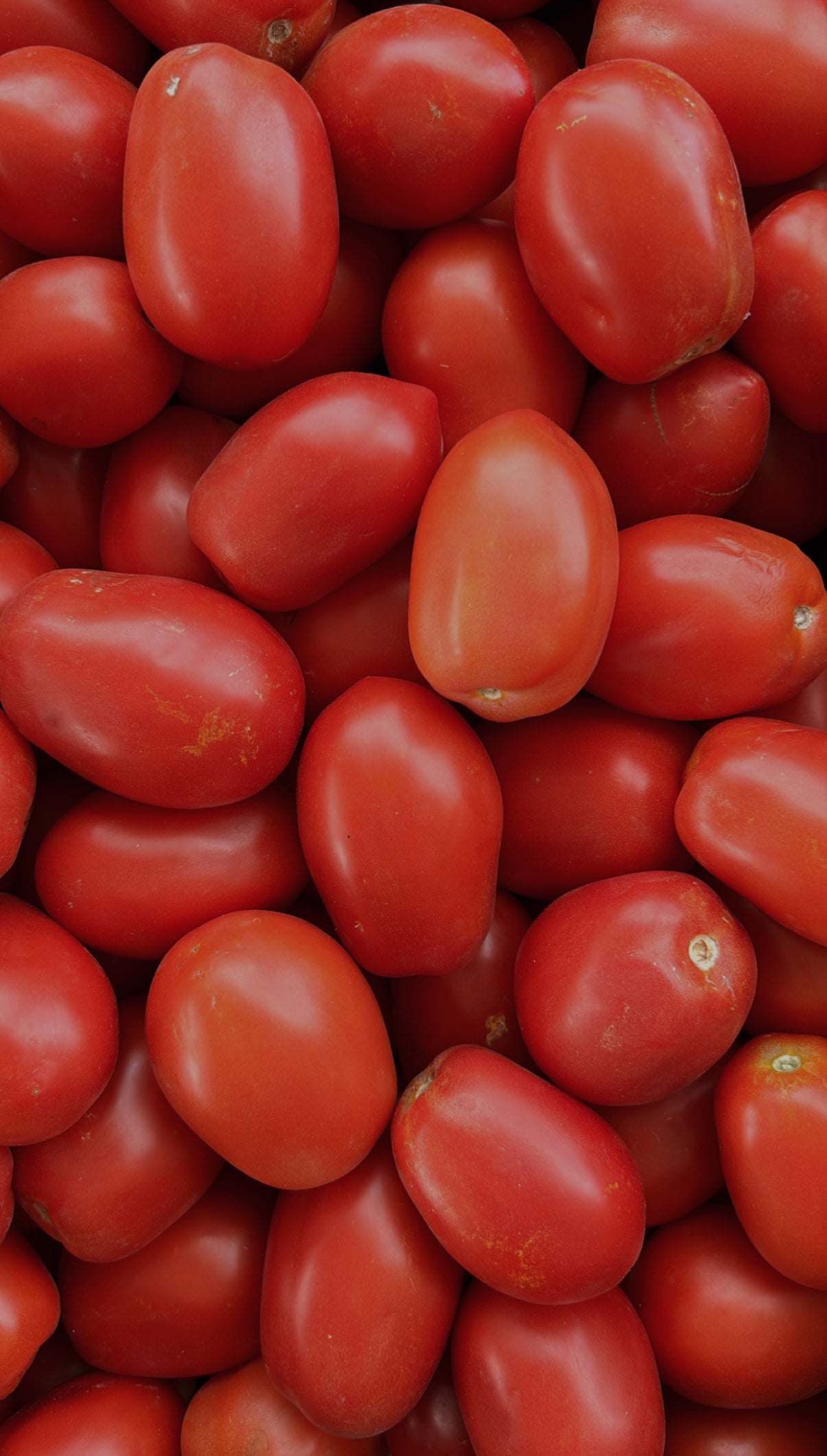 25# Roma Tomatoes