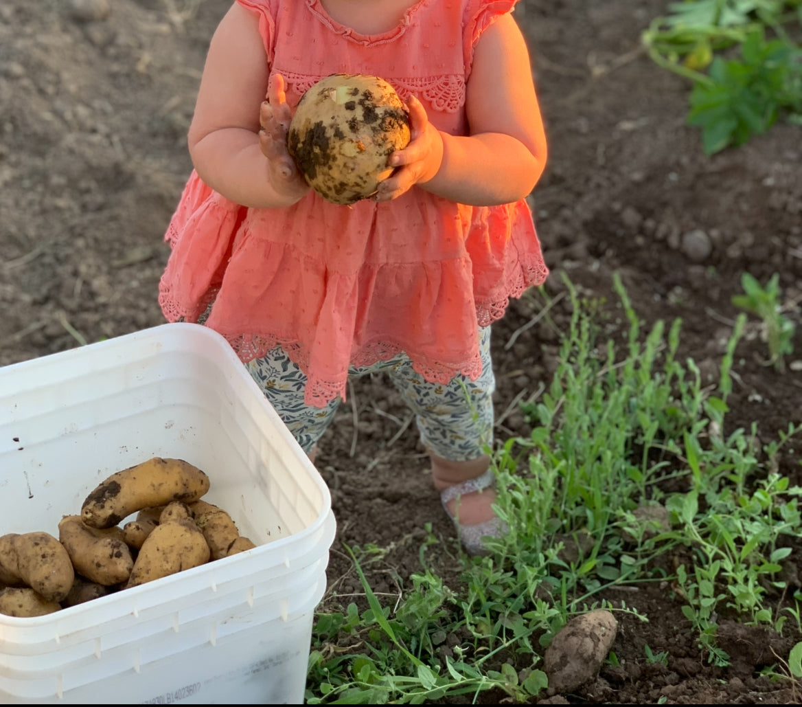 25# Yukon Gold Potatoes