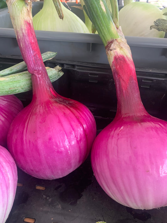 25# Red Onions