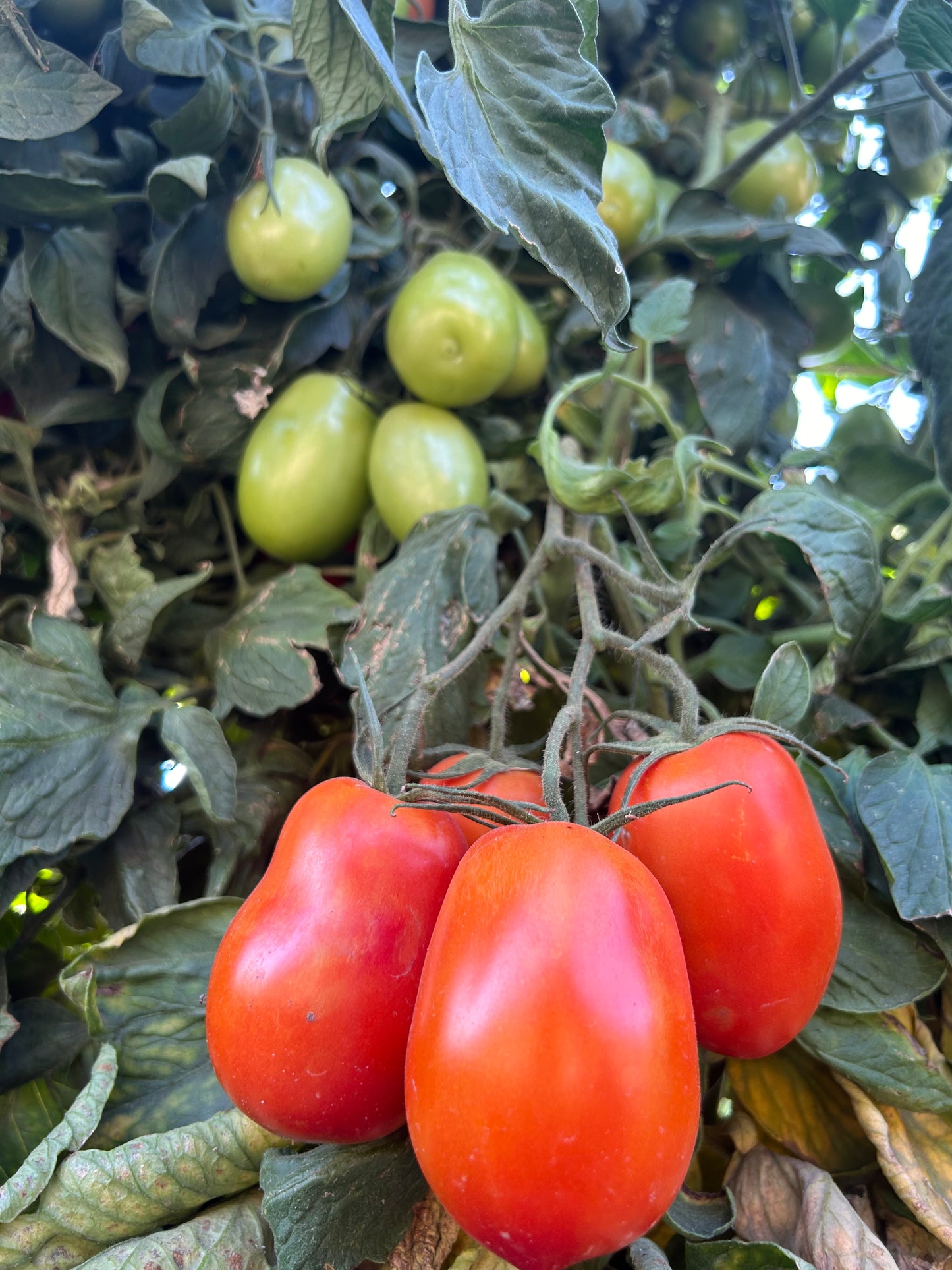 25# Roma Tomatoes