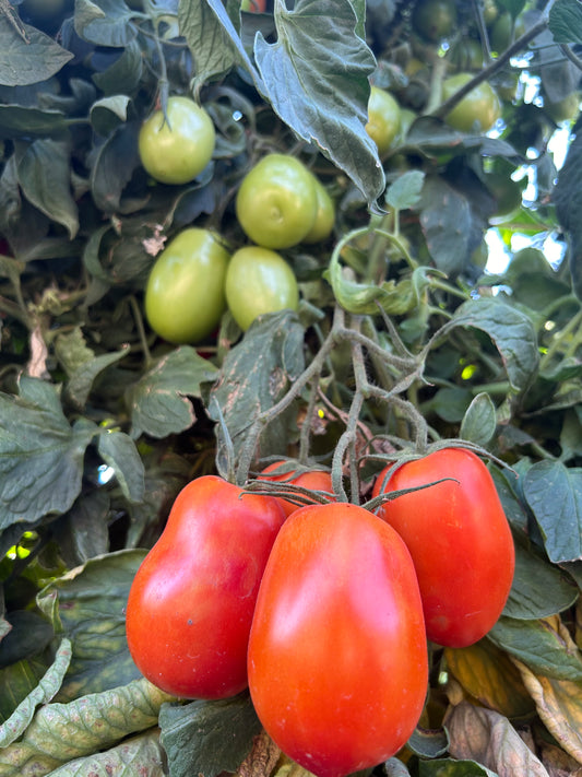 25# Roma Tomatoes